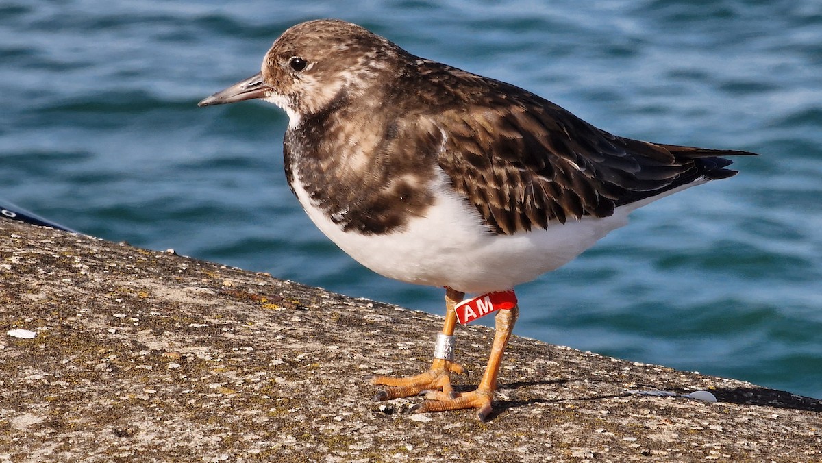 Ruddy Turnstone - ML613118570