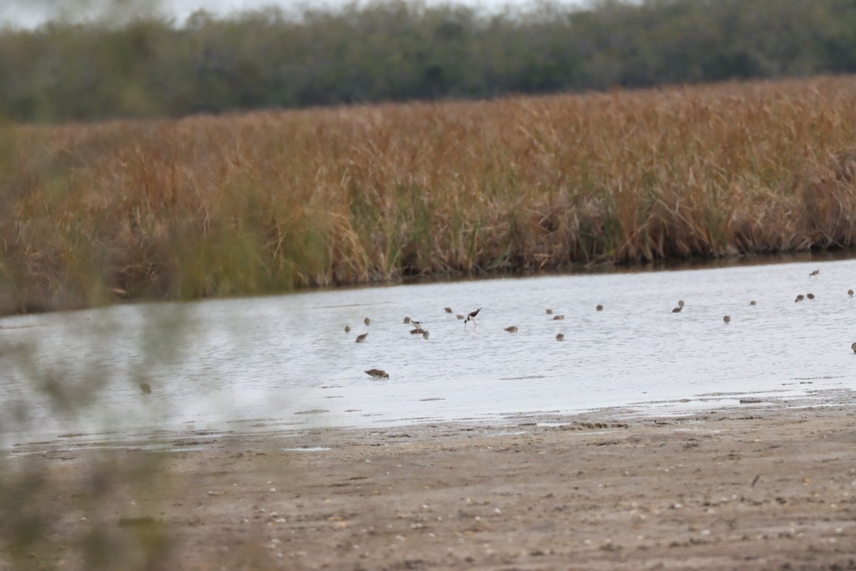 Black-necked Stilt - ML613118594