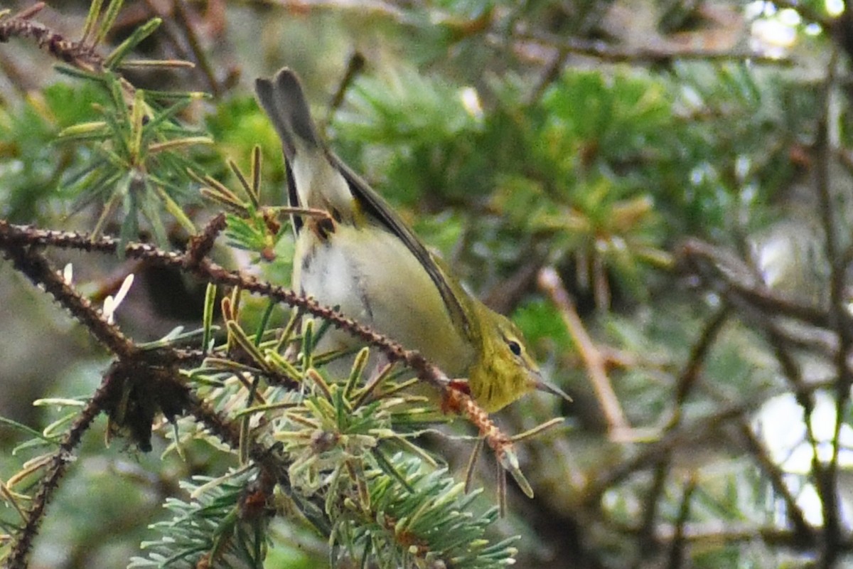 Tennessee Warbler - Phil Pickering
