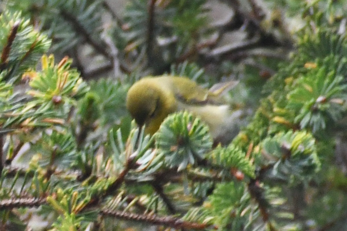 Tennessee Warbler - Phil Pickering