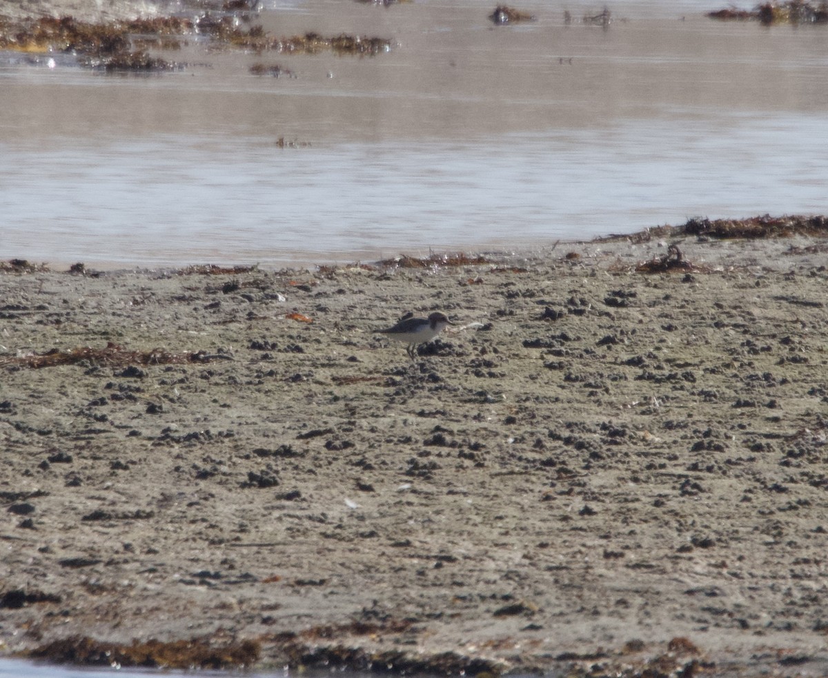 Red-capped Plover - ML613118645