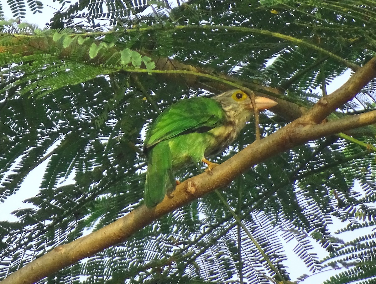 Lineated Barbet - ML613118656