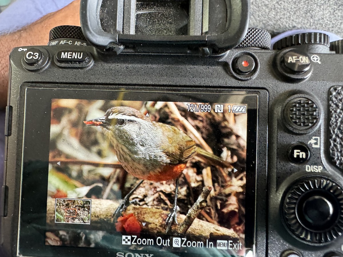 Palani Laughingthrush - Zaheer  Abdul Rahman