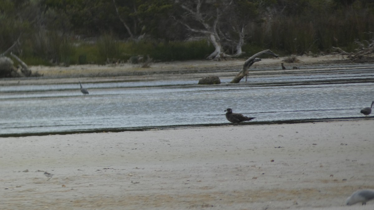 Pacific Gull - ML613118723