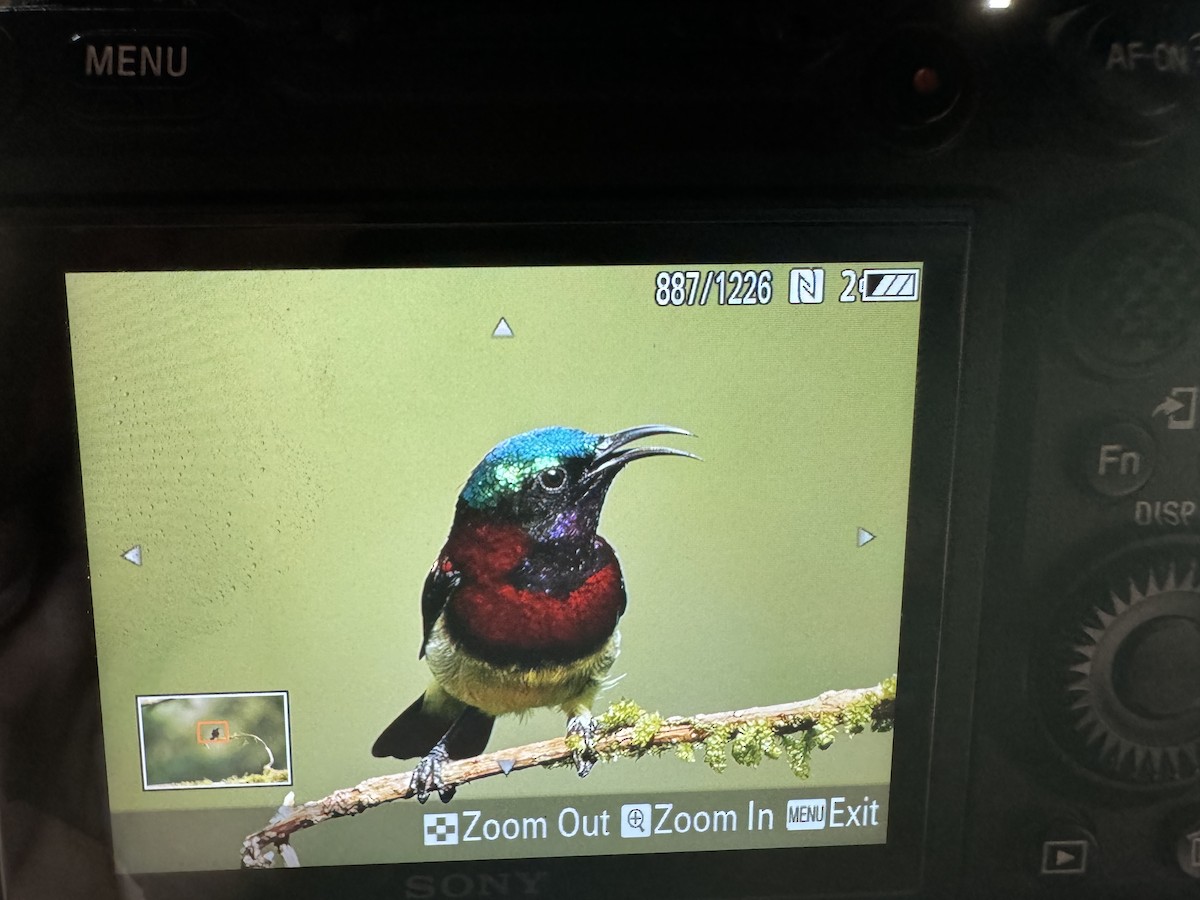 Crimson-backed Sunbird - Zaheer  Abdul Rahman