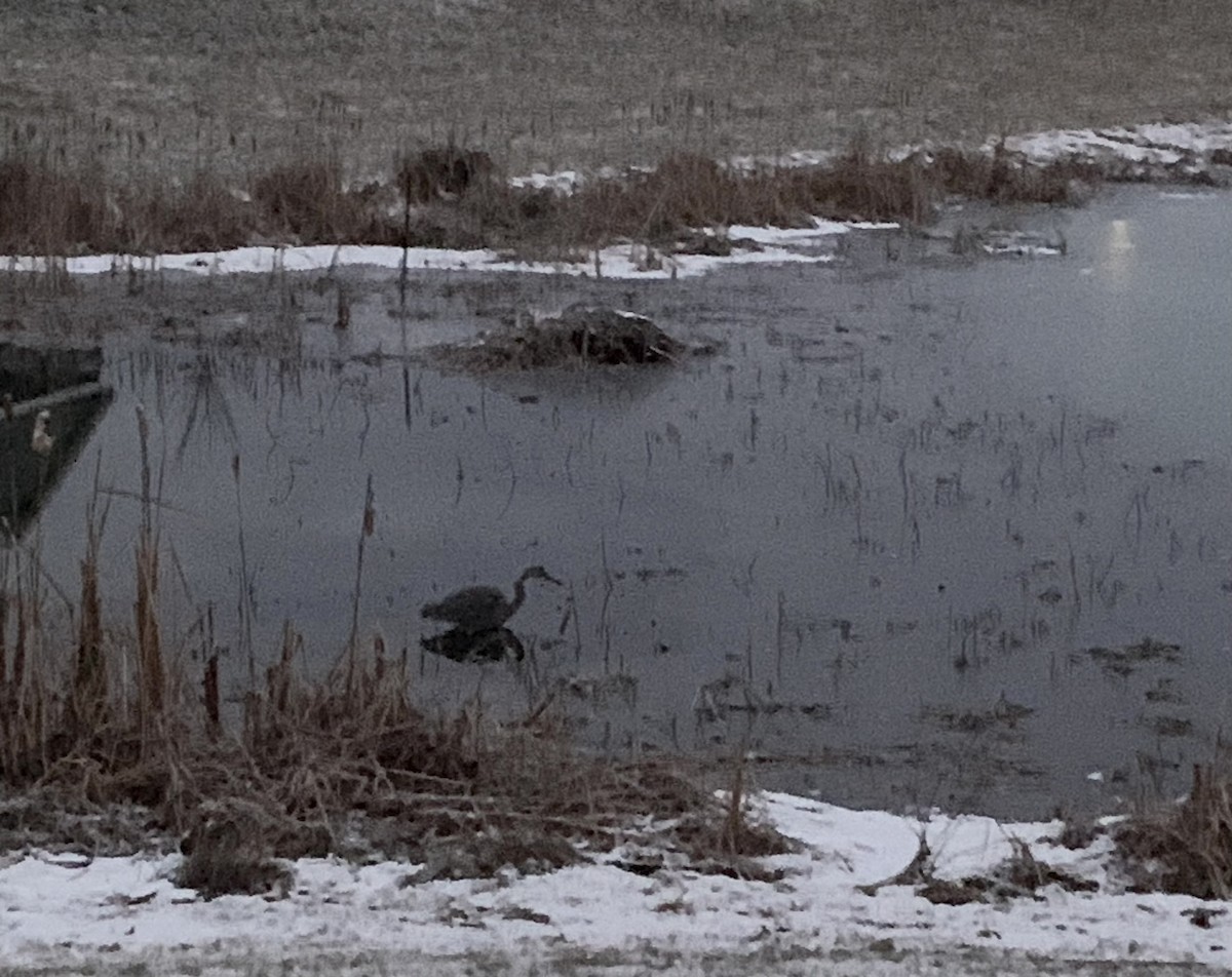 Great Blue Heron - ML613118788