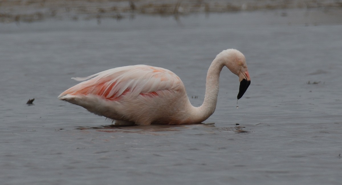 Şili Flamingosu - ML613118820