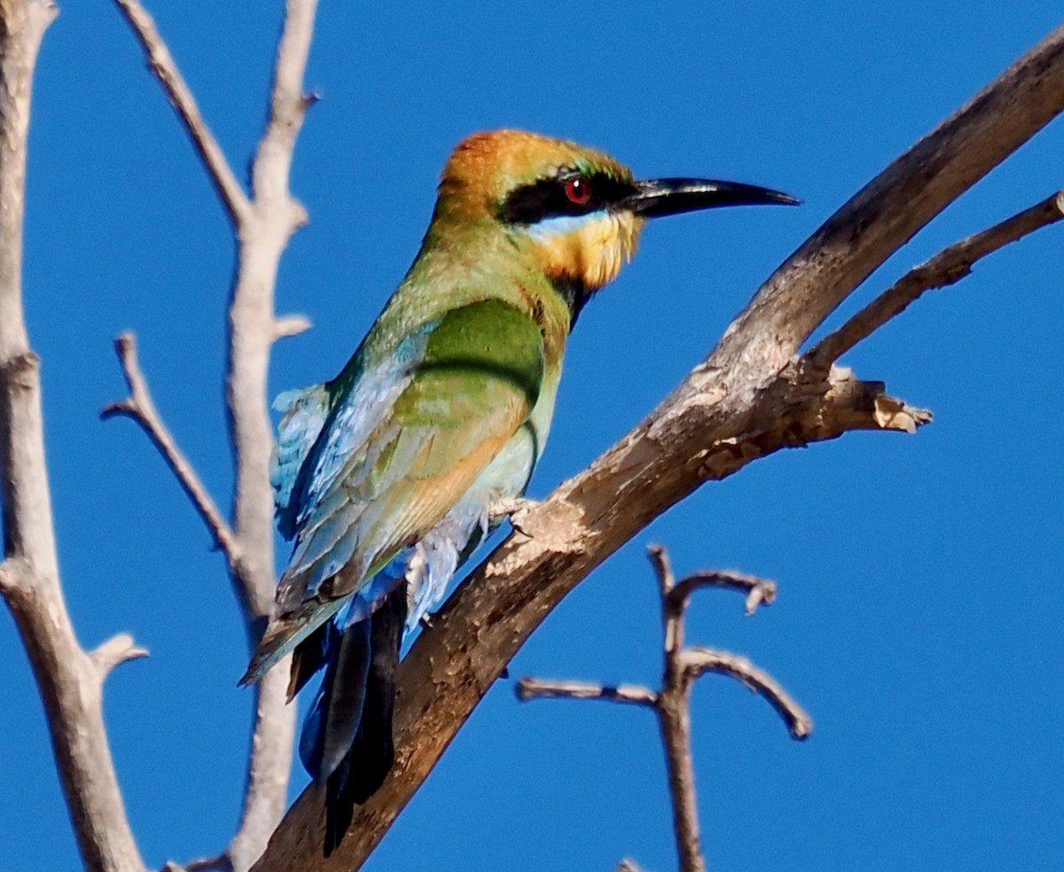Rainbow Bee-eater - Ken Glasson