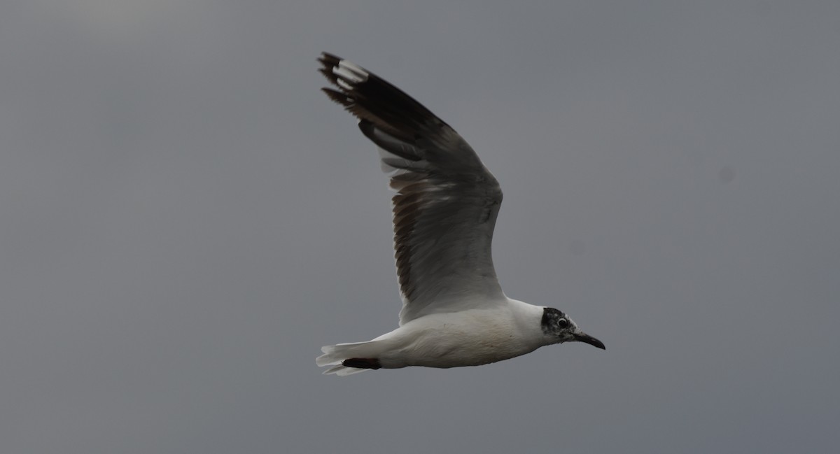 Andean Gull - ML613118837