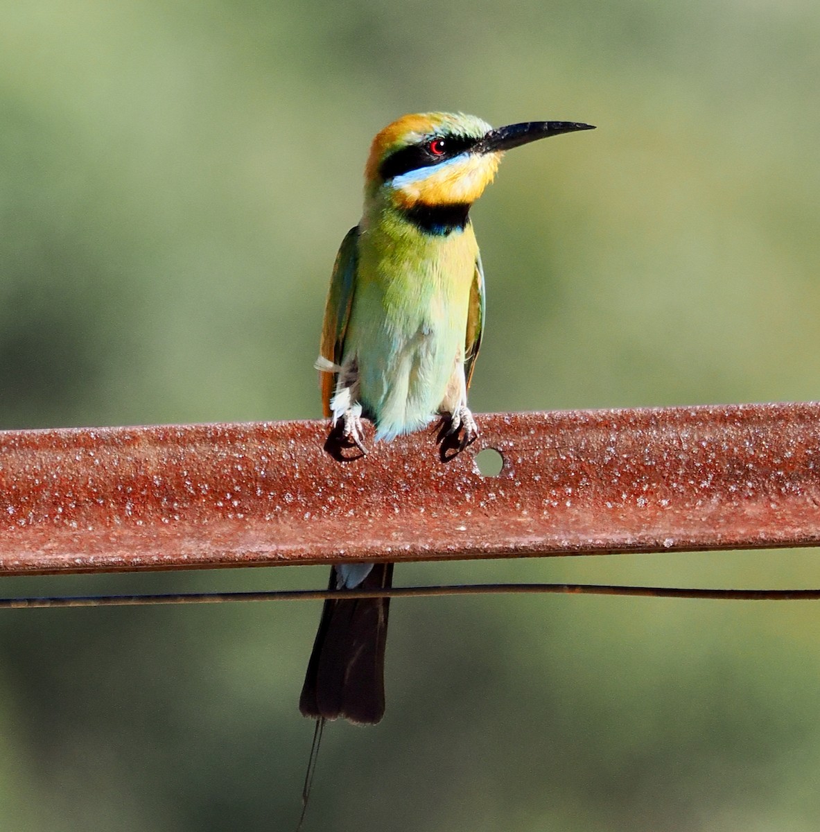 Rainbow Bee-eater - ML613118859