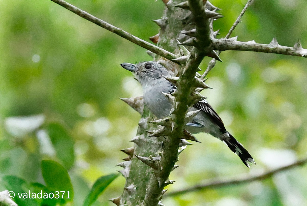 Sooretama Slaty-Antshrike - Paulo Valadao