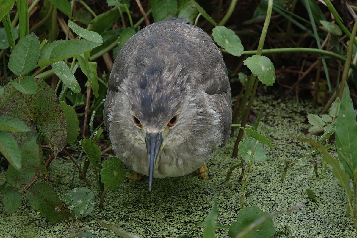 Black-crowned Night Heron - ML613118974