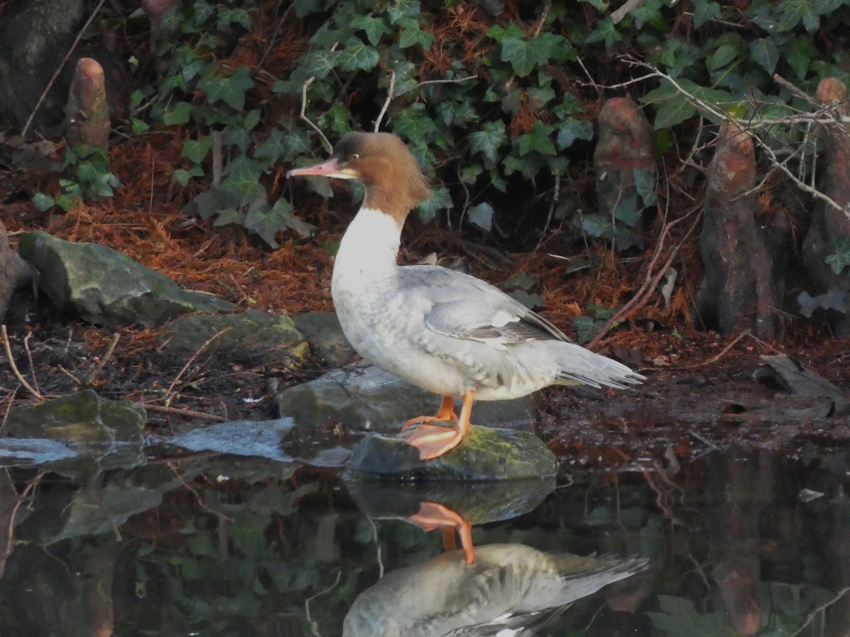 Common Merganser (Eurasian) - ML613119029