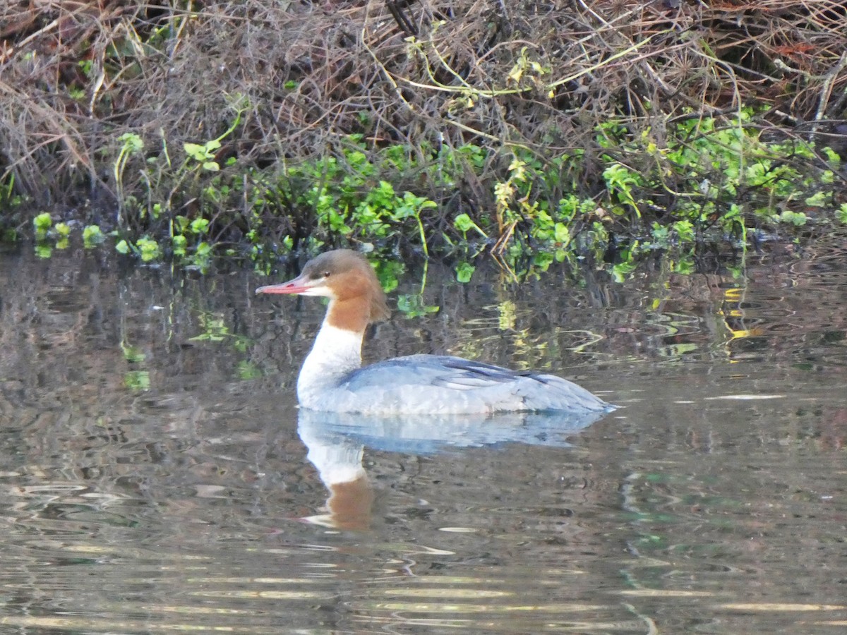 Common Merganser (Eurasian) - ML613119030