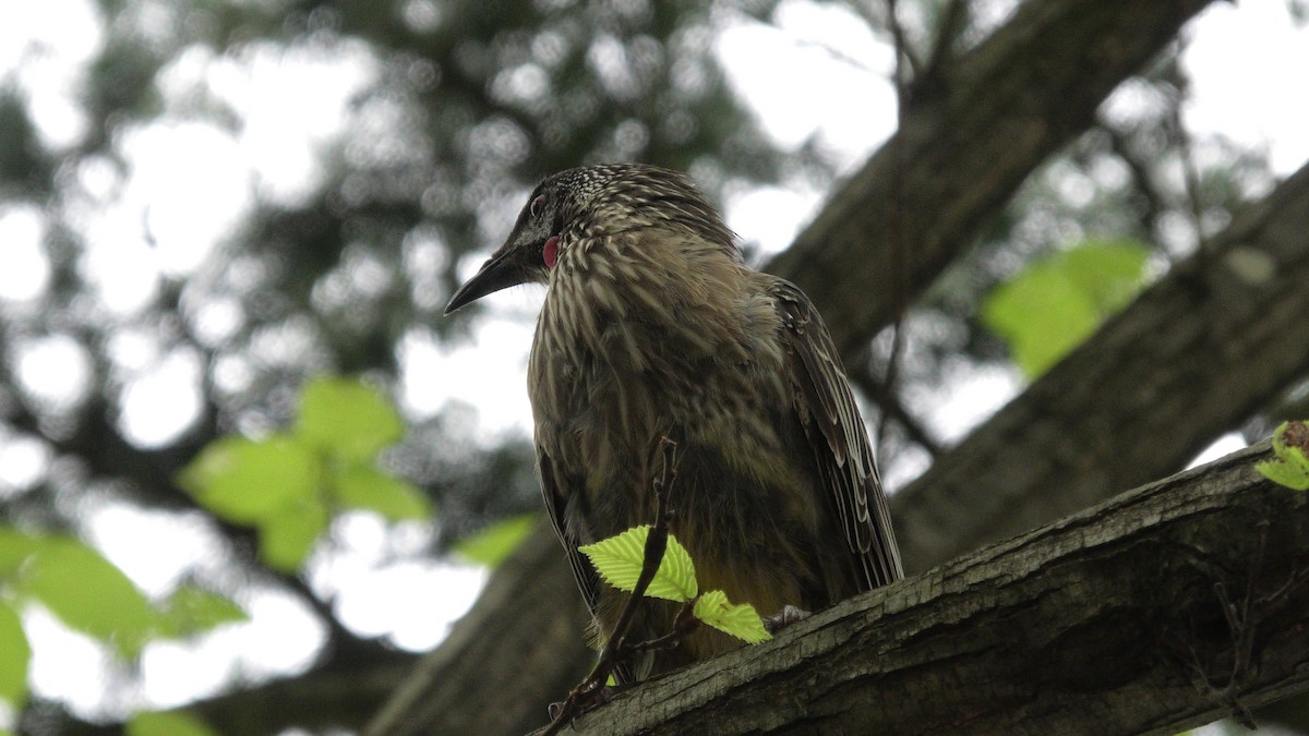 Red Wattlebird - ML613119032