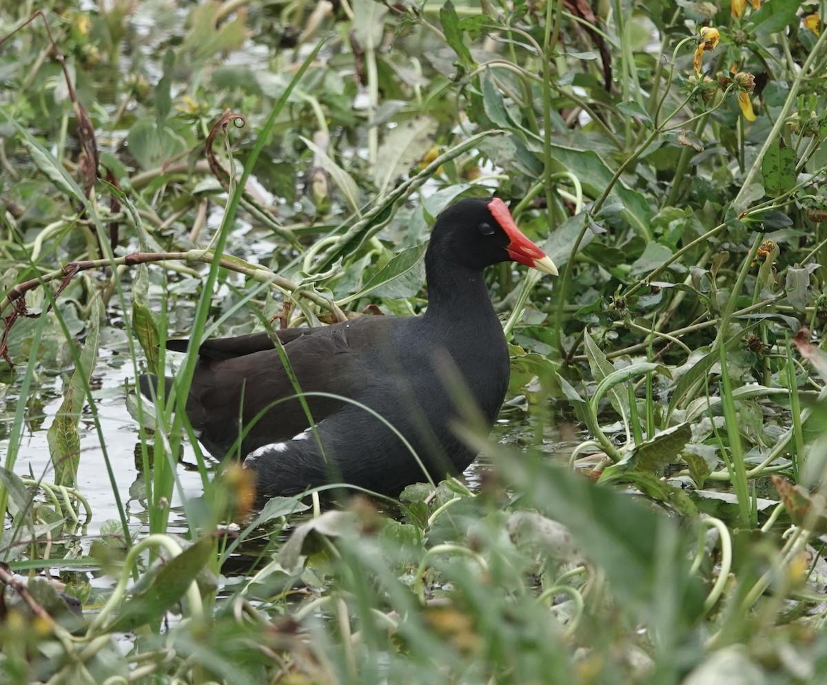 Common Gallinule - ML613119036