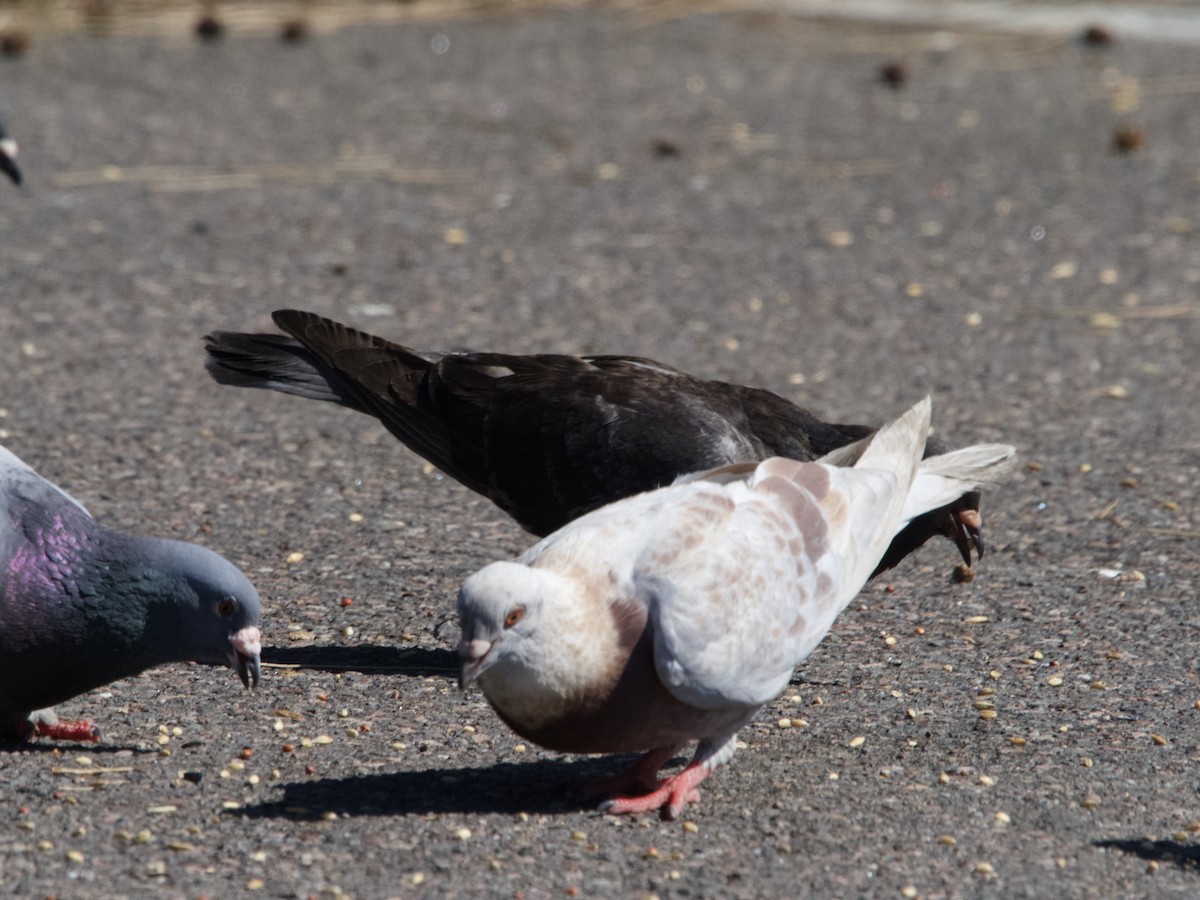 Rock Pigeon (Feral Pigeon) - ML613119078