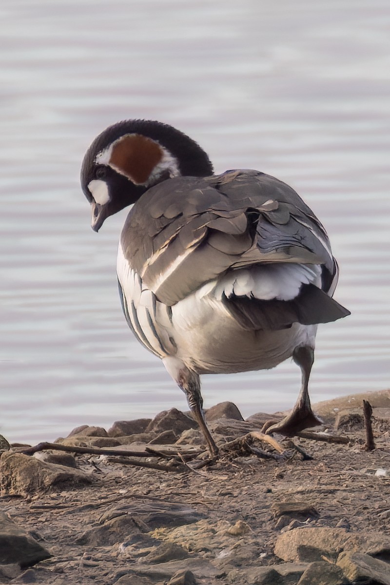 Red-breasted Goose - ML613119096
