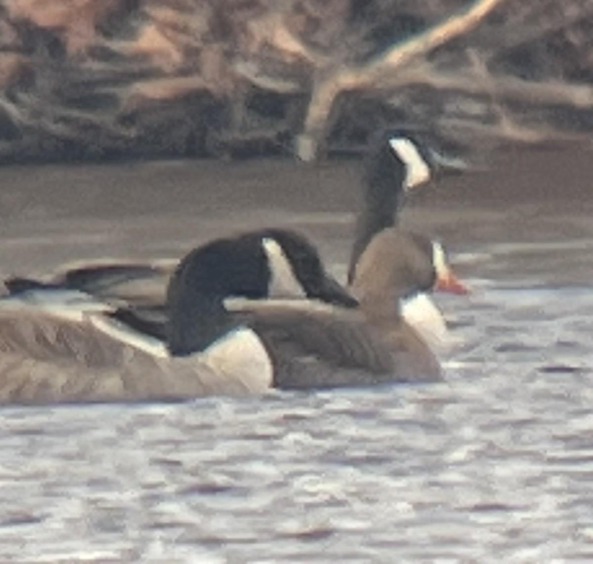 Greater White-fronted Goose - ML613119167
