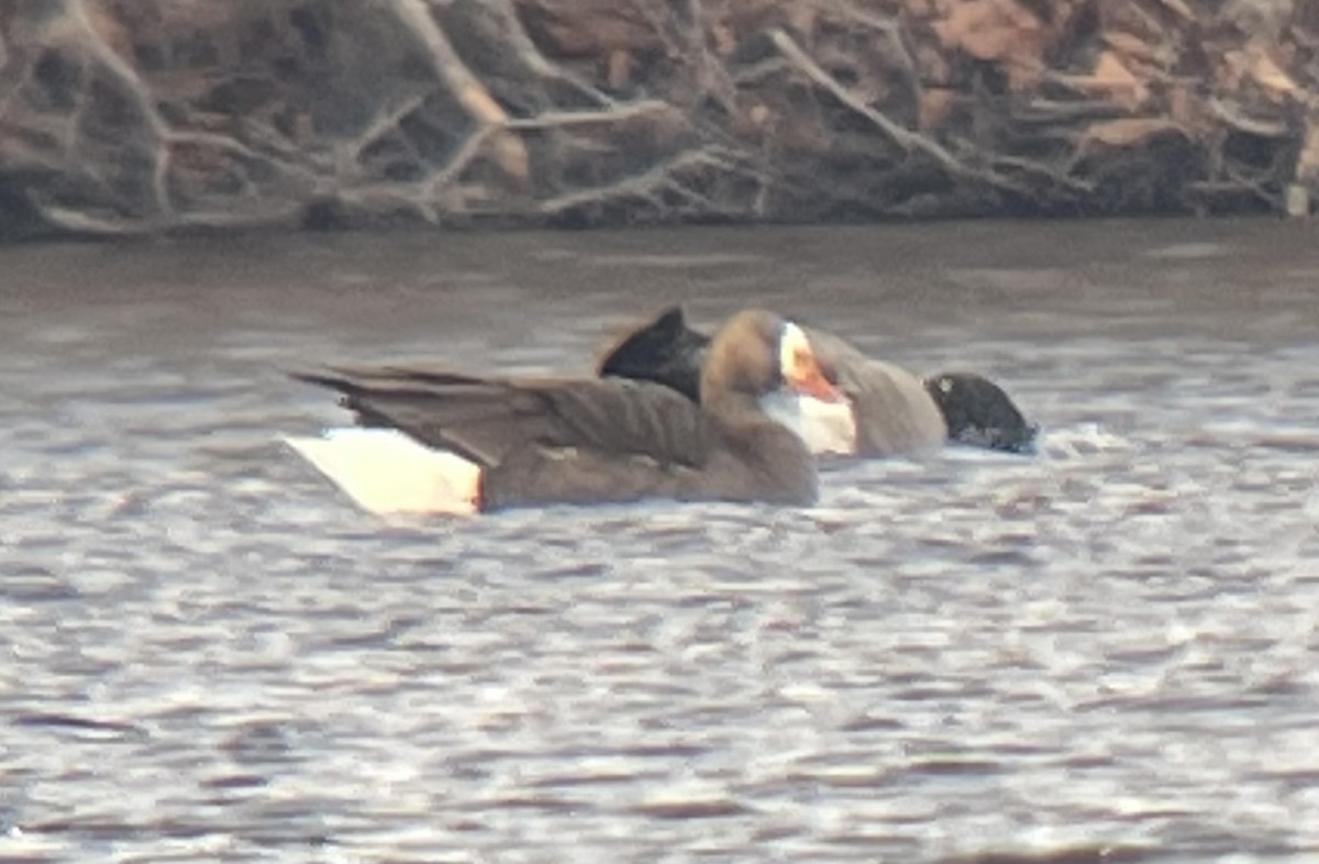 Greater White-fronted Goose - ML613119168