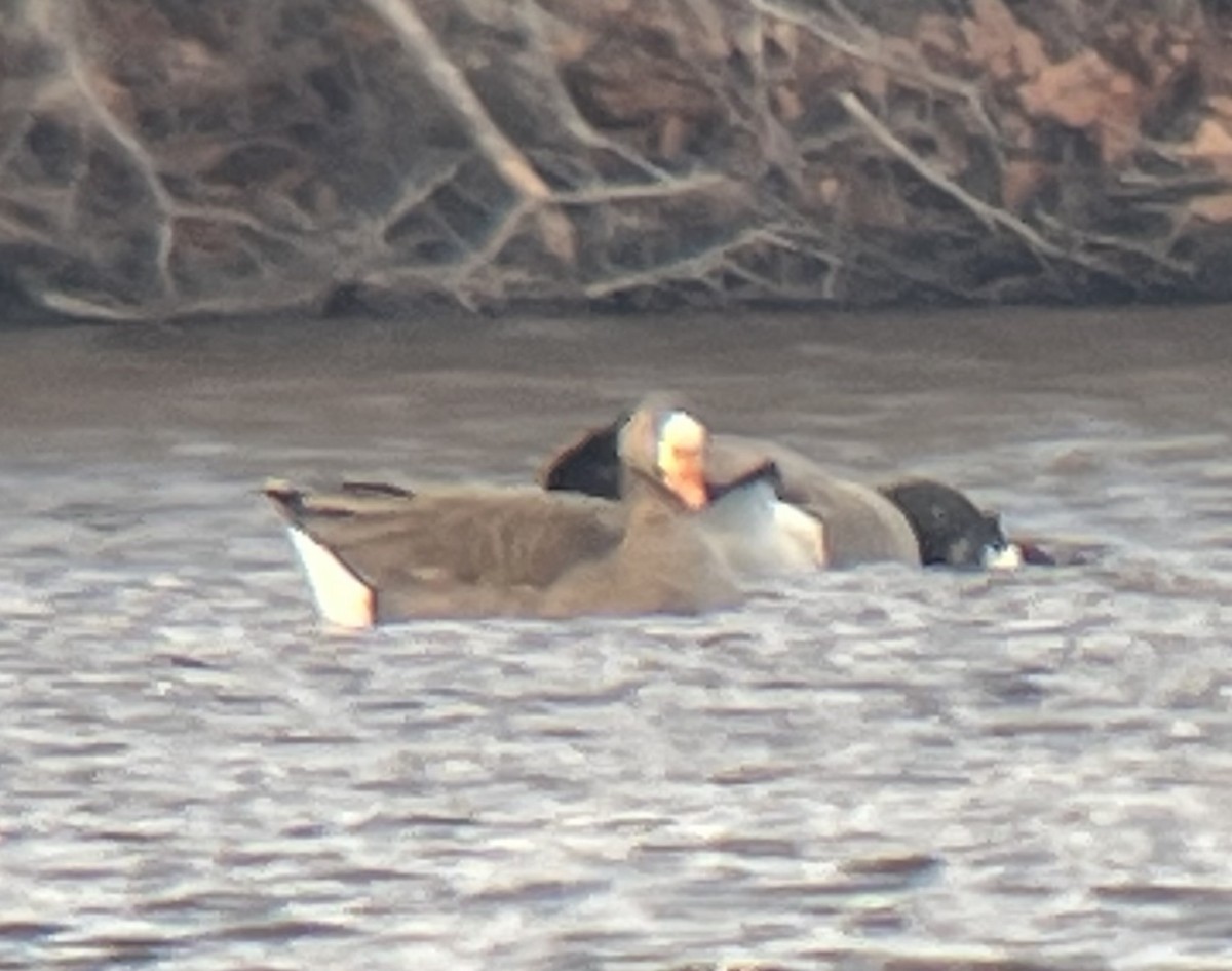Greater White-fronted Goose - ML613119169
