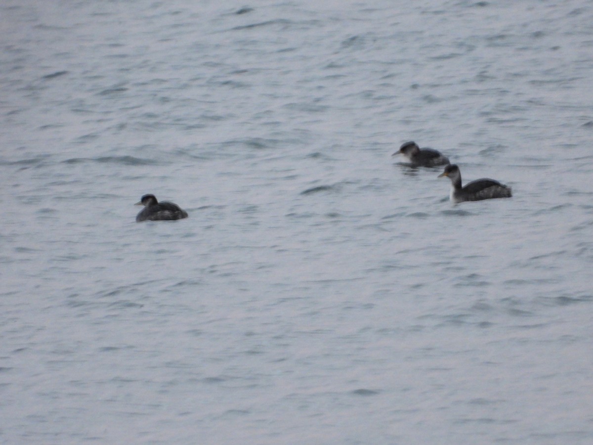 Red-necked Grebe - Krista Hayward