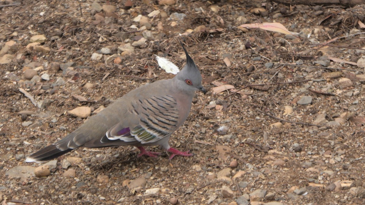 Crested Pigeon - ML613119190