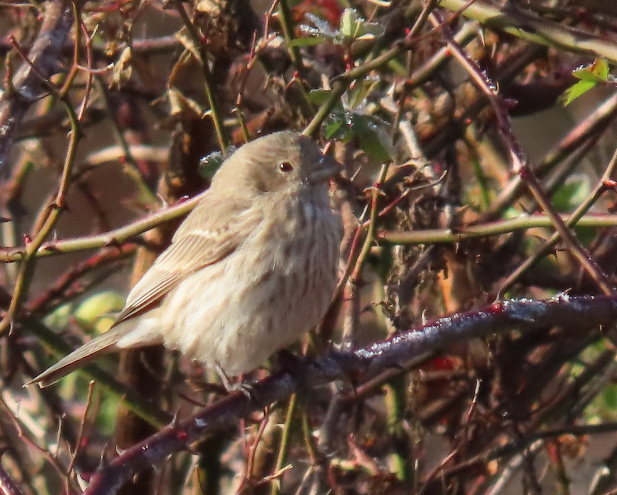 House Finch - ML613119288