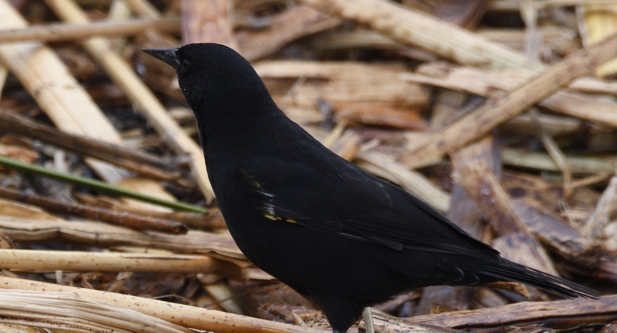Yellow-winged Blackbird - ML613119304