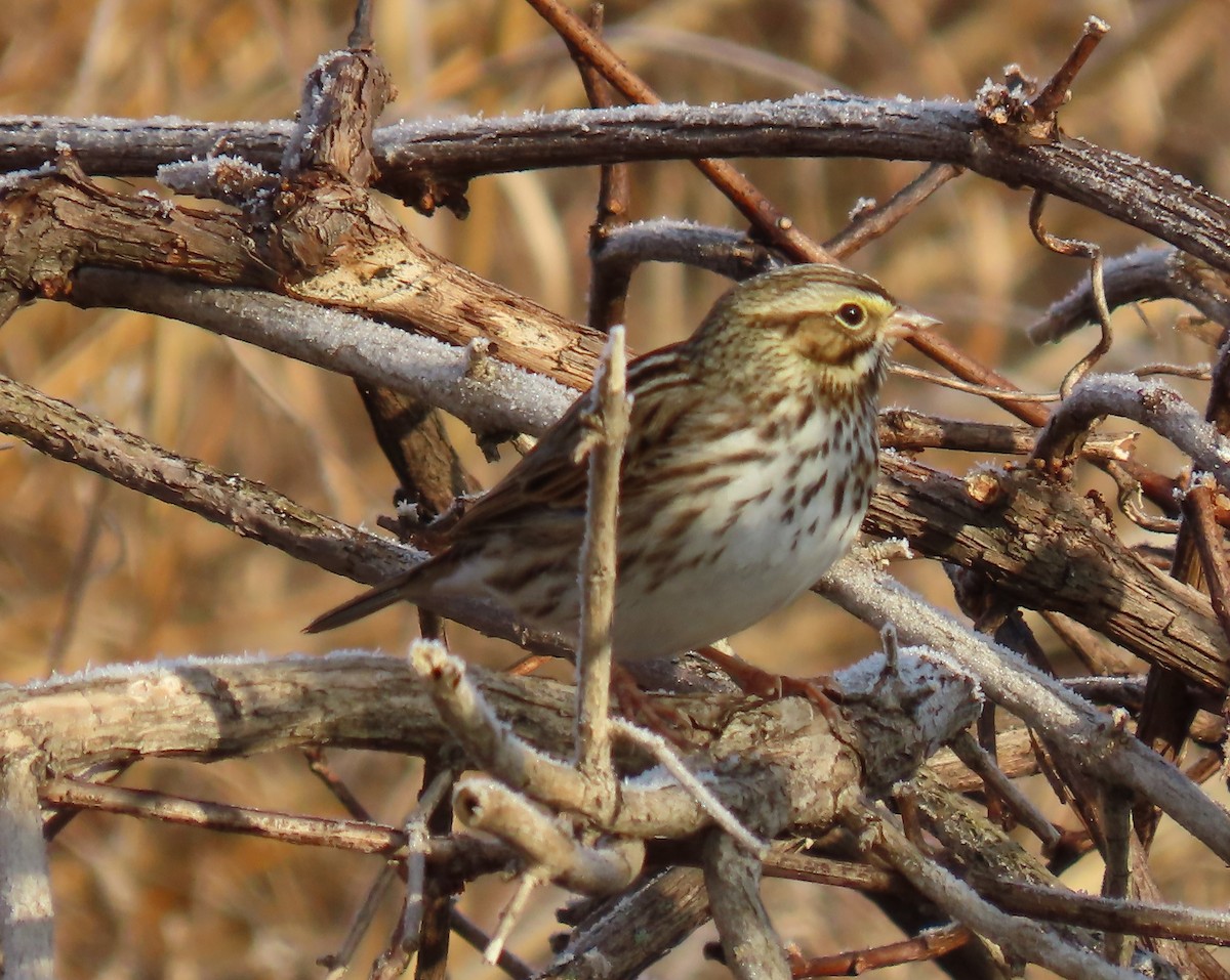 Savannah Sparrow - ML613119316