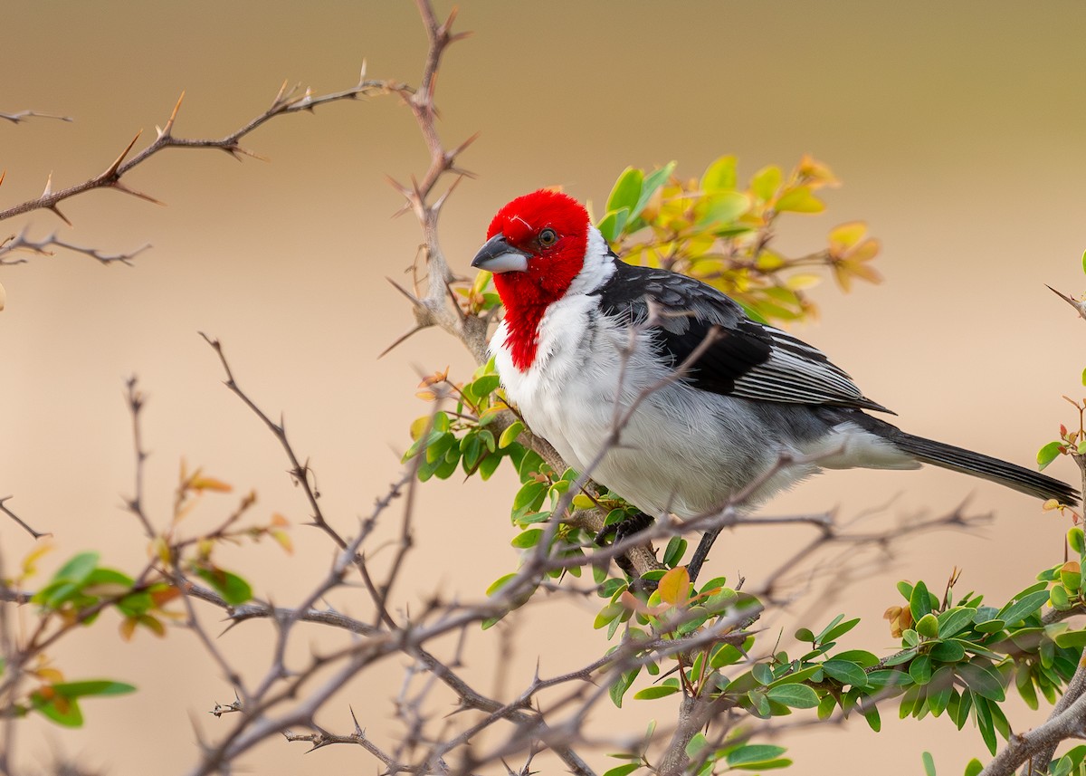 Red-cowled Cardinal - Cristiane Homsi