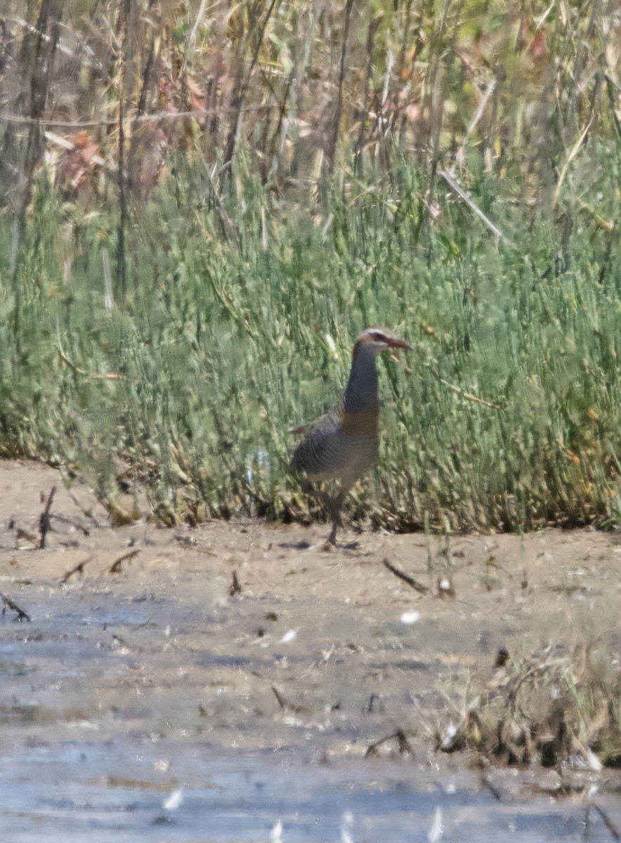 Buff-banded Rail - ML613119325