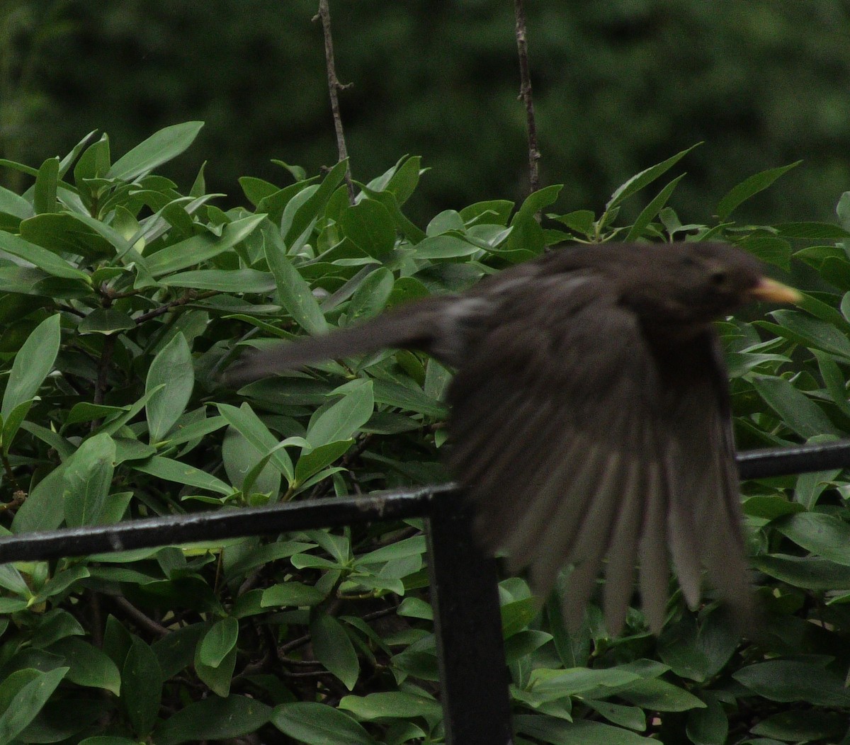 Eurasian Blackbird - ML613119331