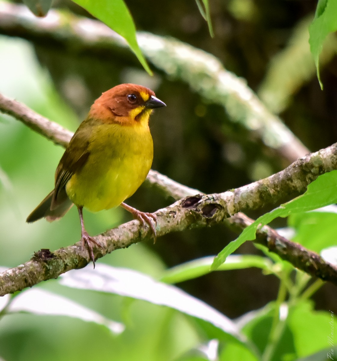 Fulvous-headed Brushfinch - ML613119357