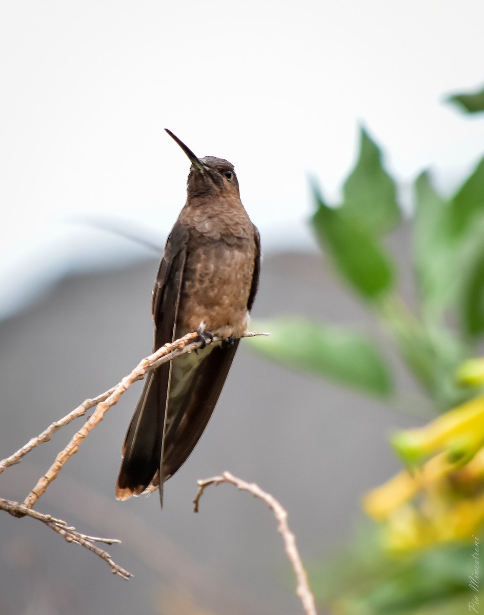 Giant Hummingbird - ML613119419