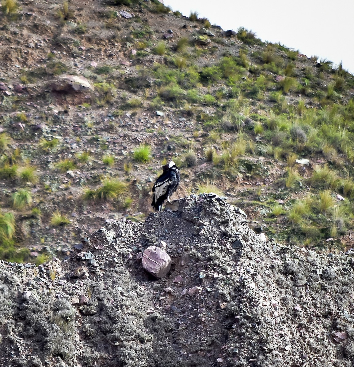 Andean Condor - ML613119430