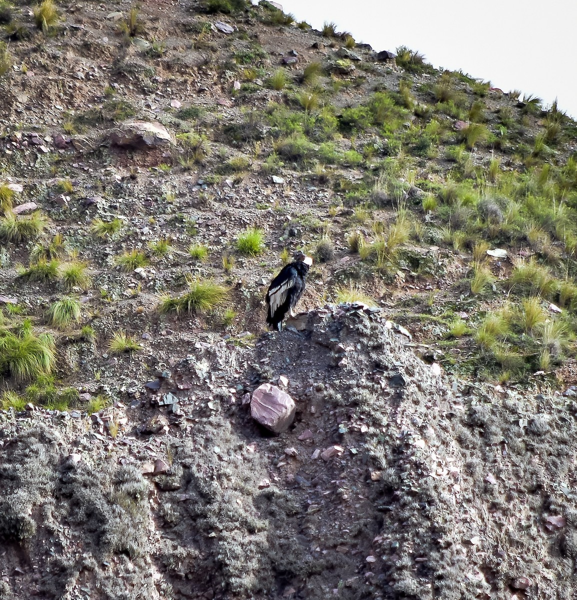 Andean Condor - ML613119431
