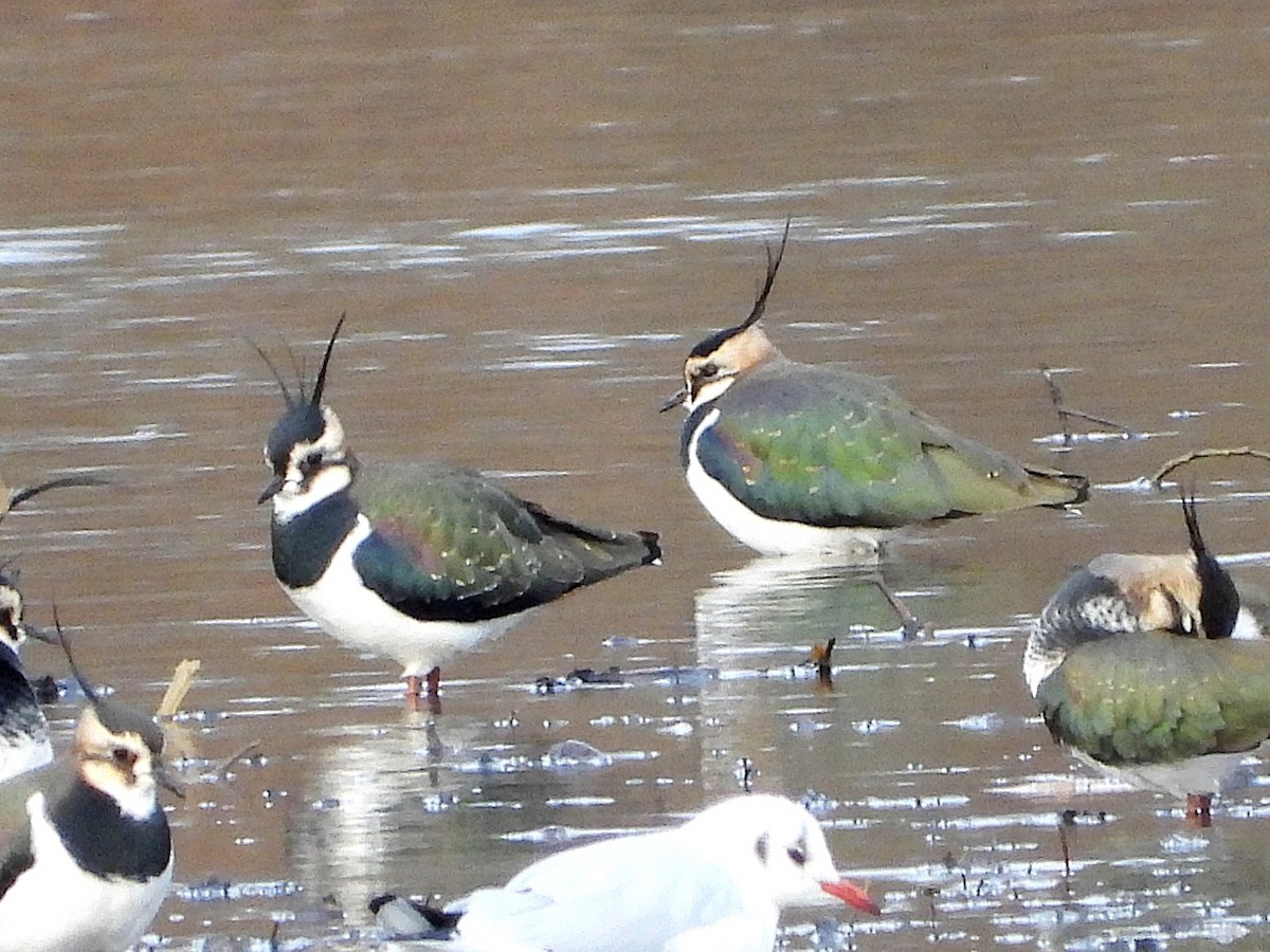 Northern Lapwing - Dave Hatton