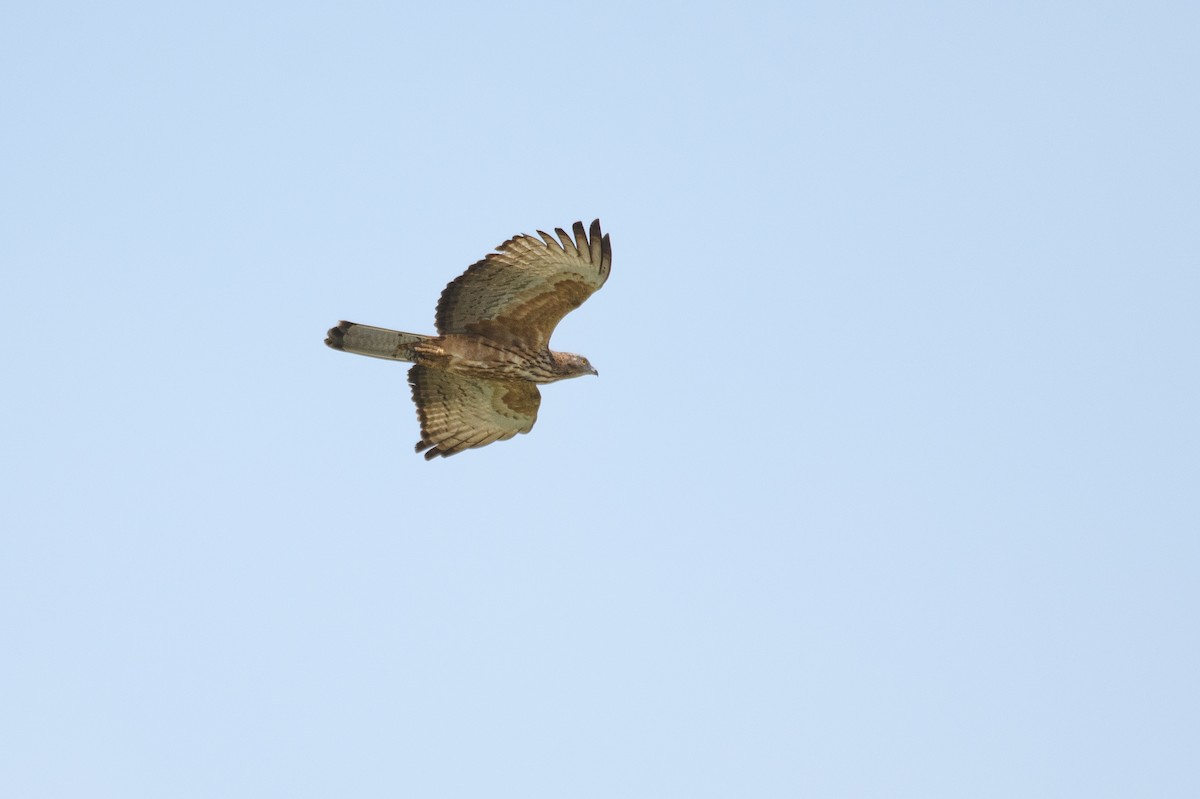 Oriental Honey-buzzard - ML613119456