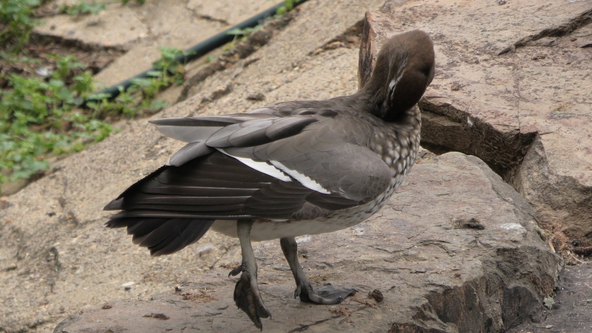 Canard à crinière - ML613119459