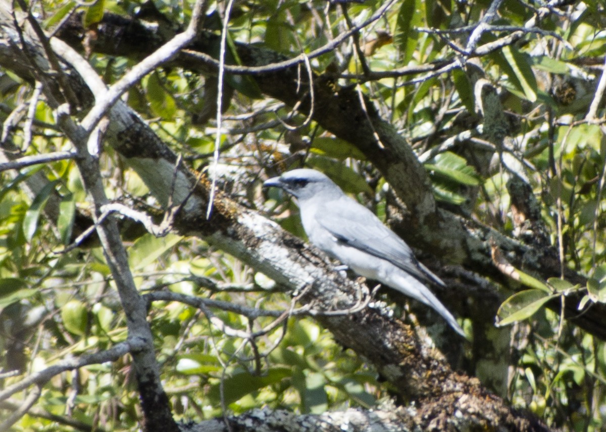 Large Cuckooshrike - ML613119486