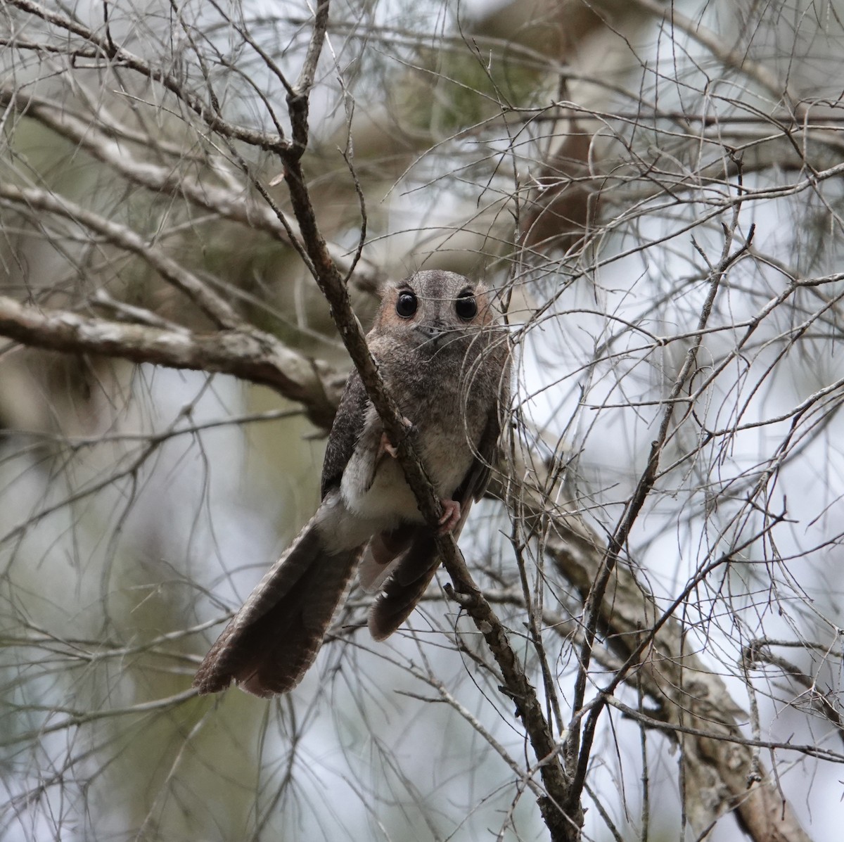 Australian Owlet-nightjar - ML613119518