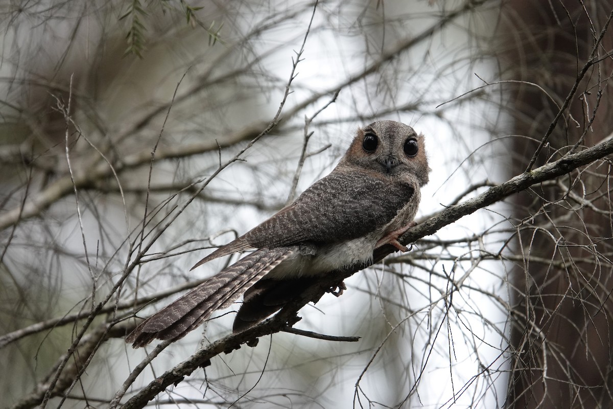 Australian Owlet-nightjar - ML613119519