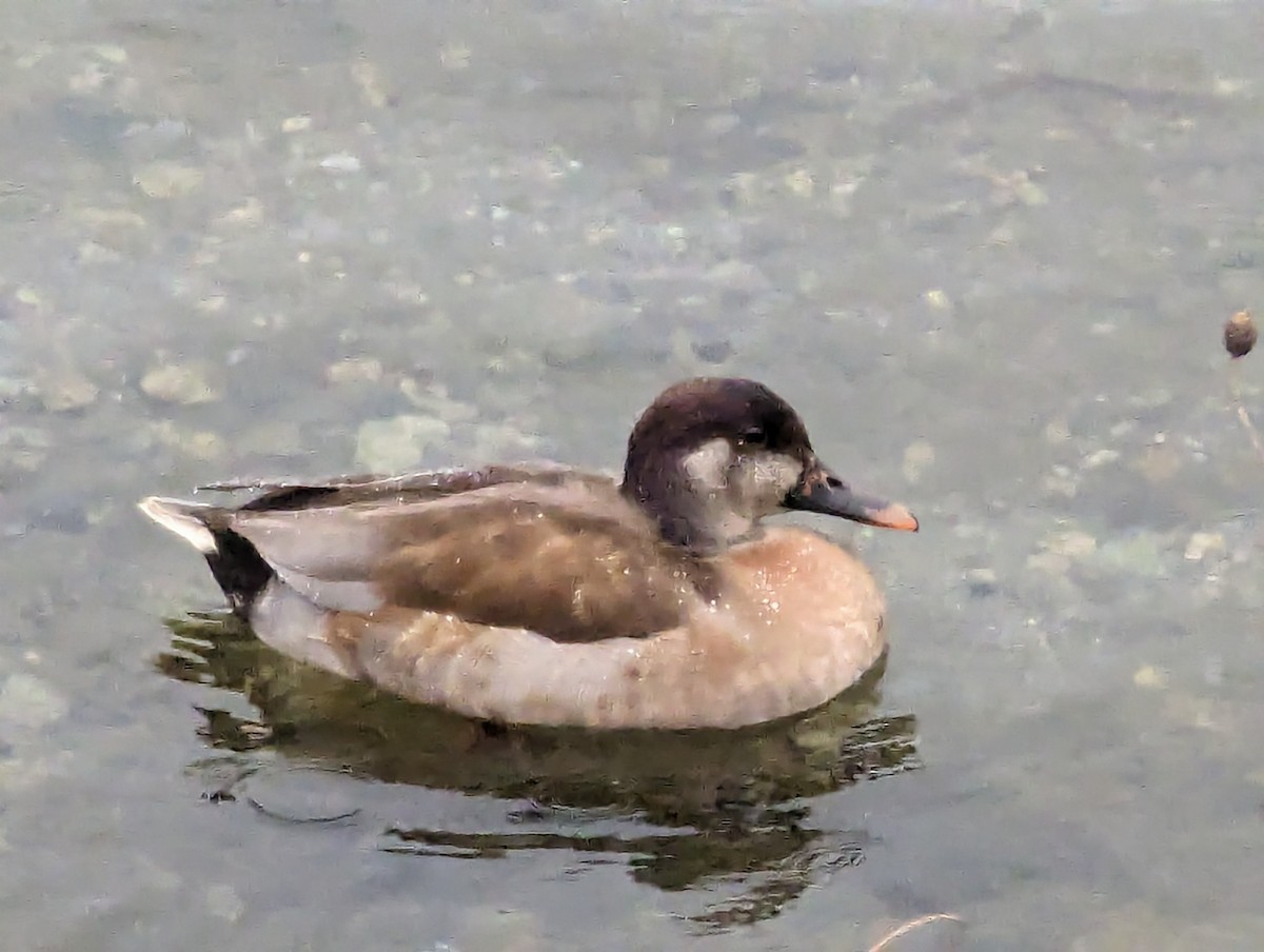 Mallard x Red-crested Pochard (hybrid) - ML613119586