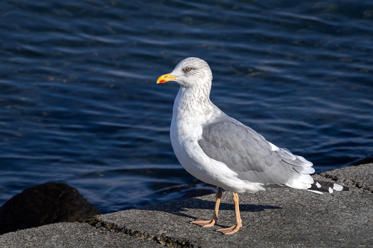 Lesser Black-backed Gull (taimyrensis) - ML613119591