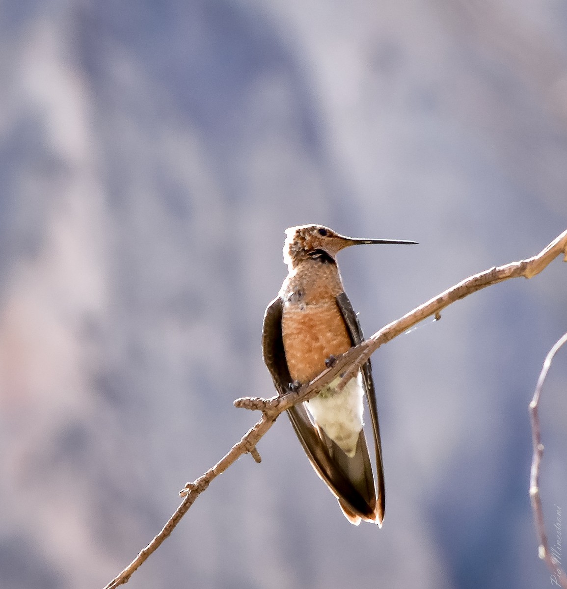 Giant Hummingbird - ML613119609