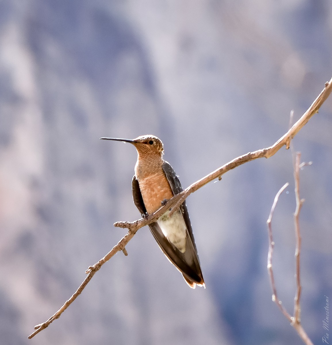 Giant Hummingbird - Pia Minestroni