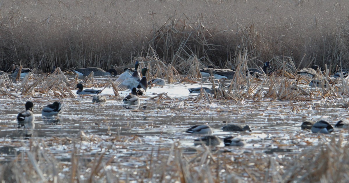 Mallard - ML613119634