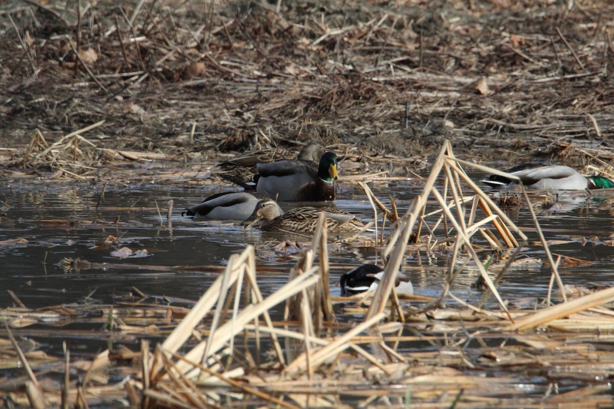 Mallard - ML613119635