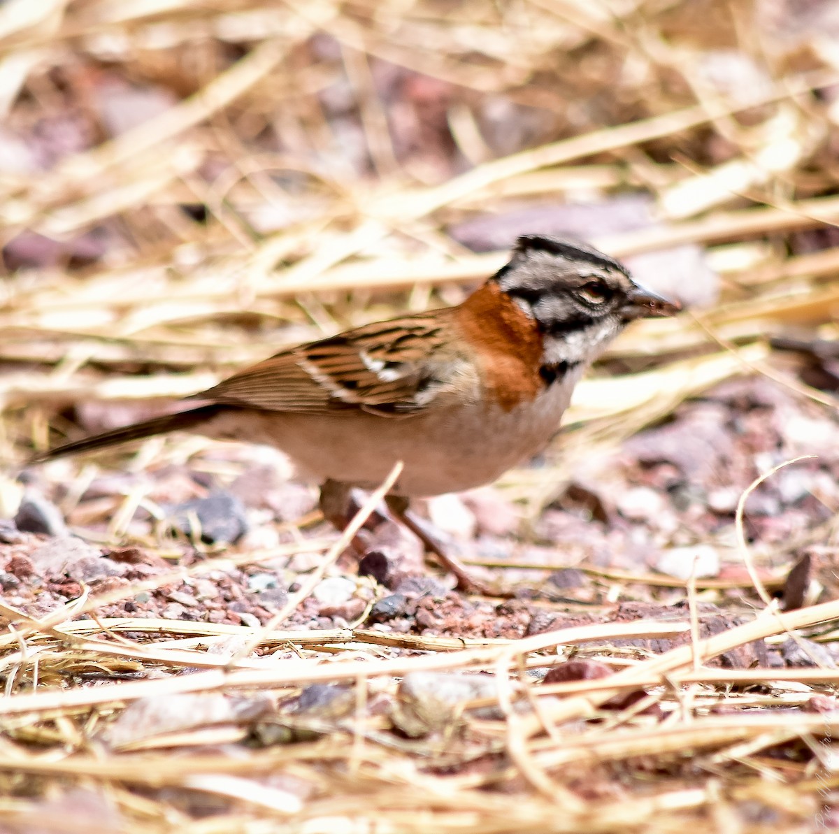 Rufous-collared Sparrow - ML613119690
